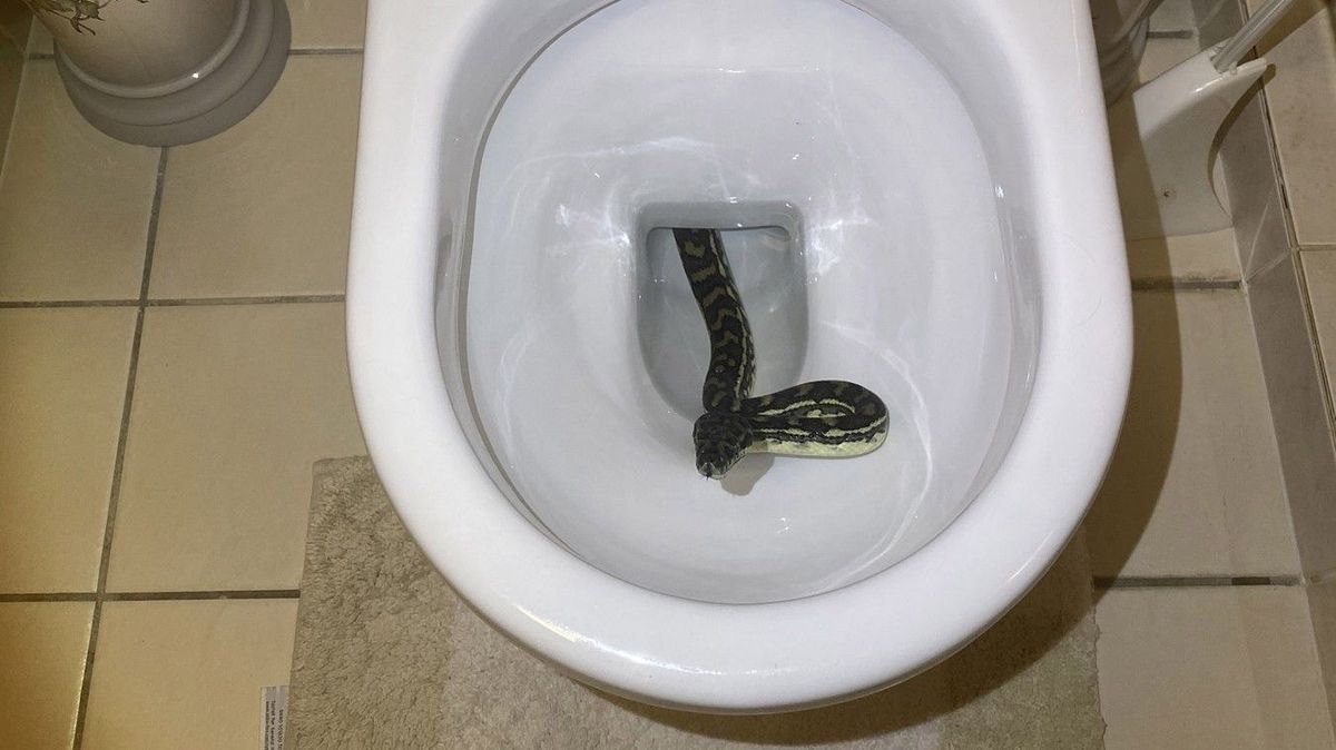V záchodové míse vídeňského hotelu se usídlil had